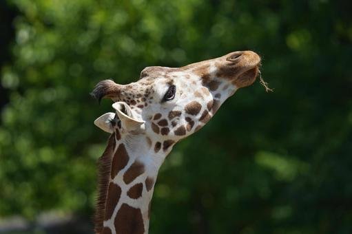 🦁 아키요시다이 자연동물공원 사파리랜드(아키요시다이 시젠도부츠코엔 사파리란도) 이미지 5